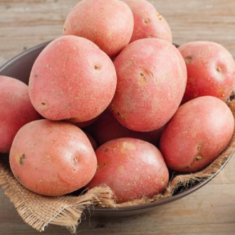 Cartofi de sămânță Red Scarlett imagine 3