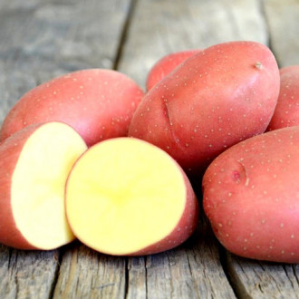 Cartofi de sămânță Roko imagine 13