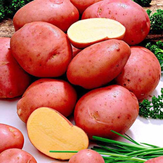 Cartofi de sămânță Romano imagine 13