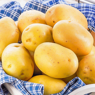 Cartofi de sămânță Spectra imagine 18