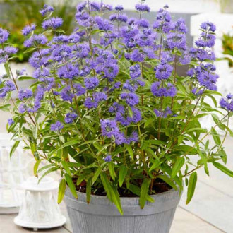 Caryopteris Blue Empire imagine 3