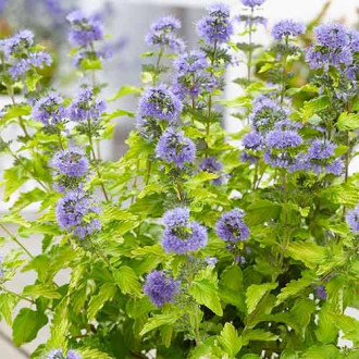 Caryopteris Hint of Gold imagine 2