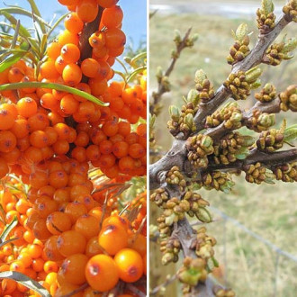 Cătină Champion: mascul (1) + femelă (1) imagine 3