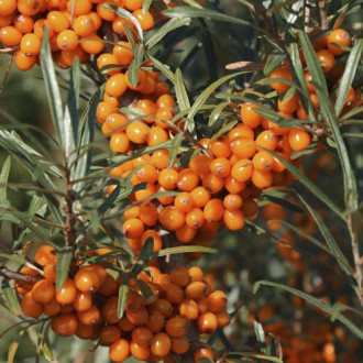 Cătină Eva, C2 imagine 12