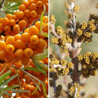 Cătină Orange Force: mascul (1) + femelă (1) imagine 2