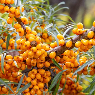 Cătină, P9 imagine 1