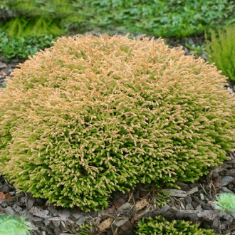 Туя западна Golden Tuffet изображение 11