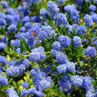 Ceanothus Henri Defosse imagine 1