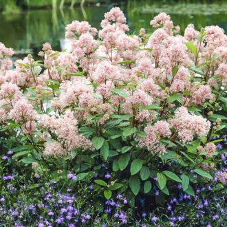 Ceanothus pallidus Marie Simon imagine 2