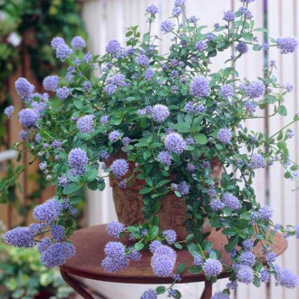 Ceanothus thyrsiflorus Repens imagine 4