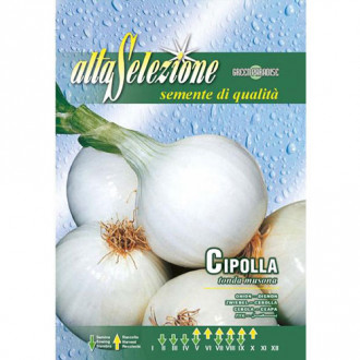 Ceapă albă Tonda Musona imagine 18