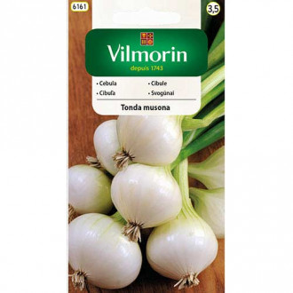 Cebula biała Tonda Musona Vilmorin interface.image 3