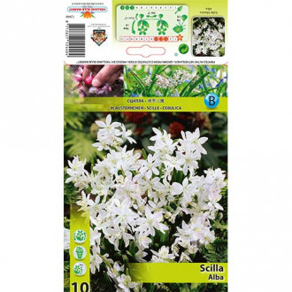 Cebulica syberyjska Alba interface.image 2