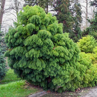 Cedru japonez Elegans Viridis imagine 1