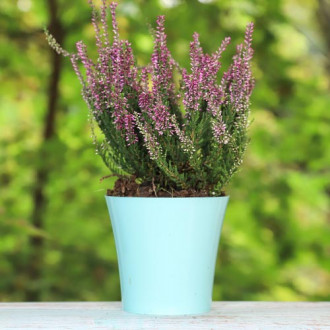 Calluna (Iarba neagra) Amethyst imagine 7