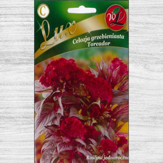Celosia frimbiata Toreador imagine 4