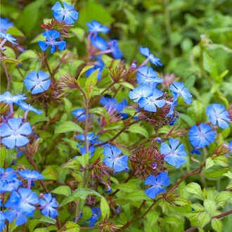 Ceratostigma griffithii imagine 1