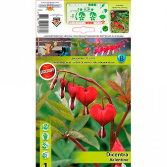 Cerceii doamnei (Dicentra) Valentine imagine 1