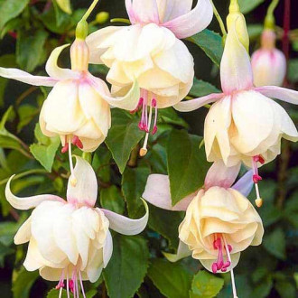 Cerceluș (Fuchsia) Annabel imagine 1