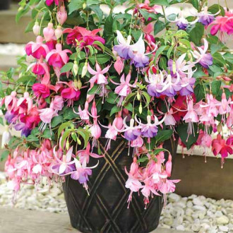 Cerceluș (Fuchsia) Garden News imagine 8