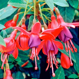 Cerceluș (Fuchsia) Tom Pouce imagine 9