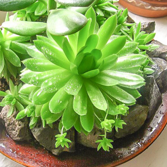 Sempervivum (Urechelniță) Alabaster imagine 6