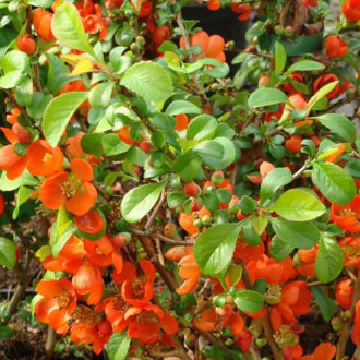 Pigwowiec pośredni Clementine interface.image 6