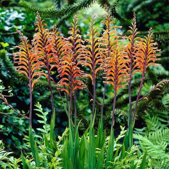 Chasmanthe Ducketii imagine 1