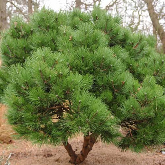 Бор хималайски, C2 изображение 2
