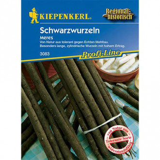 Черен корен (Scorzonera hispanica) изображение 3
