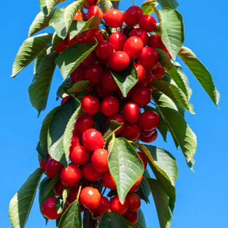 Череша (columnar) Her Torra изображение 2