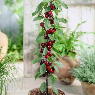 Череша колона Black изображение 12