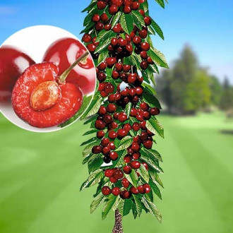 Череша колона Queen Marry, С2 изображение 12