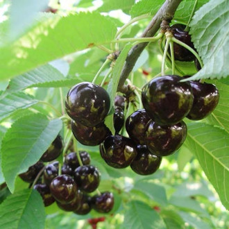 Череша Narana изображение 17