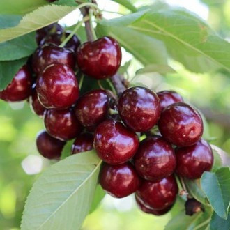 Череша Royal Helen изображение 15