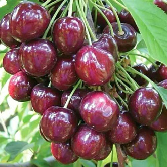 Череша Sabrina изображение 11