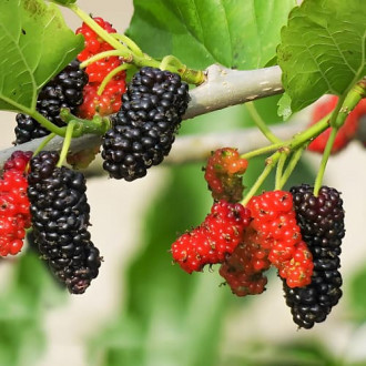 Черница Sweet Dream, P9 изображение 4