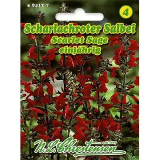 Червена салвия Scarlet Sage изображение 2