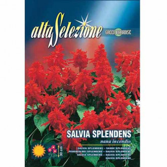 Червена салвия изображение 8