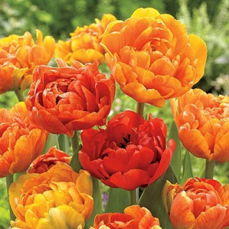 Lalele duble Sunlover imagine 16