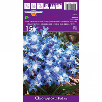 Chionodoxa Forbesii imagine 5