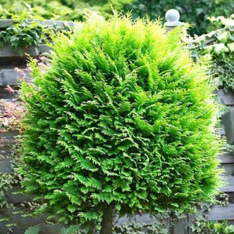 Chiparos Alumigold imagine 8