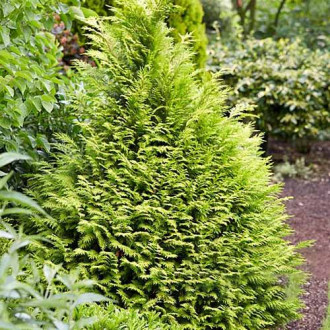 Chiparos Sunny Smile imagine 13