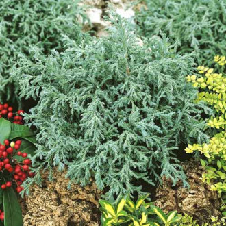 Chiparos auriu Baby Blue, C2 imagine 1