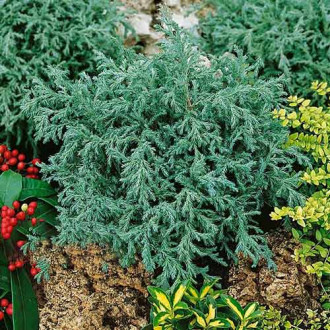 Chiparos Baby Blue imagine 17