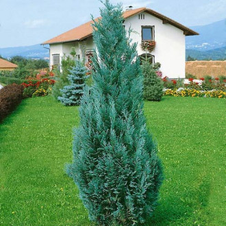 Chiparos de California Columnaris imagine 15