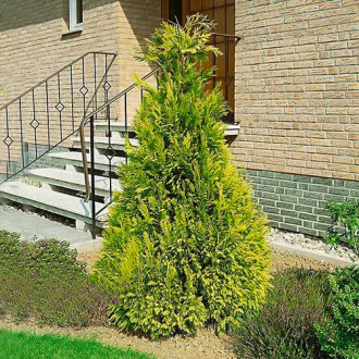 Chiparos de California Golden Wonder imagine 7