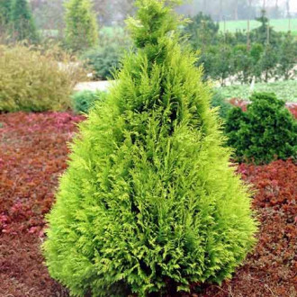 Chiparos de California Stardust imagine 8