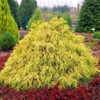 Chiparos Filifera Aurea imagine 10