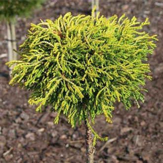 Chiparos Gitte, C4 imagine 11